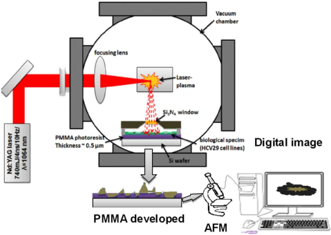 Contact x-ray microscopy