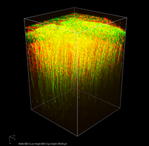 ultrafast-laser-for-bio-imaging