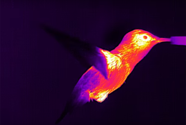gas analysis - infrared image of hummingbird