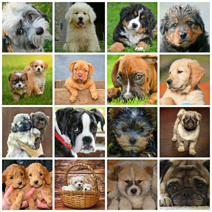 Showing multiple pictures w/o dogs is all that a robot needs to learn to learn to 'see' dogs