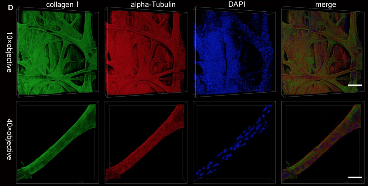 tissue transparency and antibody staining