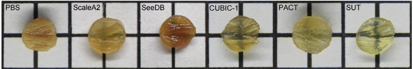 tissue transparency comparison - cardiac tissue imaging