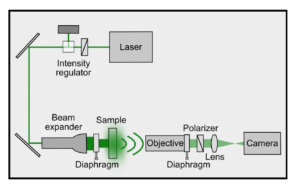 Laser Speckle Strain Imaging: A New Method to Study Delayed Fractures