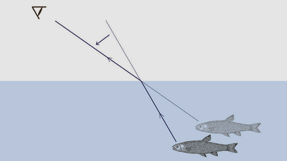 As light rays transition from air into a new medium (water), the light rays bend in a phenomenon called refraction. As a result, the fish appears to be further away and nearer to the surface(gray) than it is in reality (black). Picture from the California Academy of Sciences, https://www.calacademy.org/educators/lesson-plans/light-in-air-and-water 