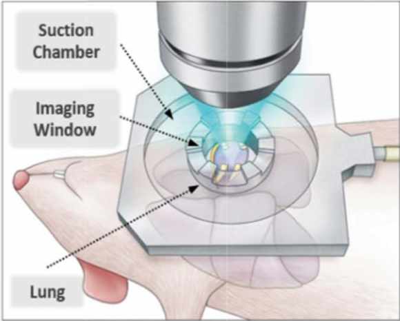 endothelial surface layer imaging