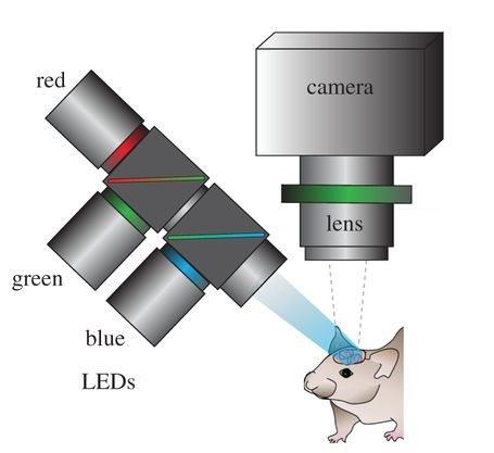 Neural imaging using mounted LED light and CCD Sesnors