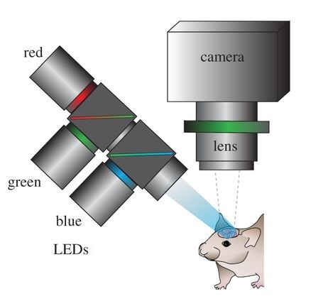 Implantable optical sensors