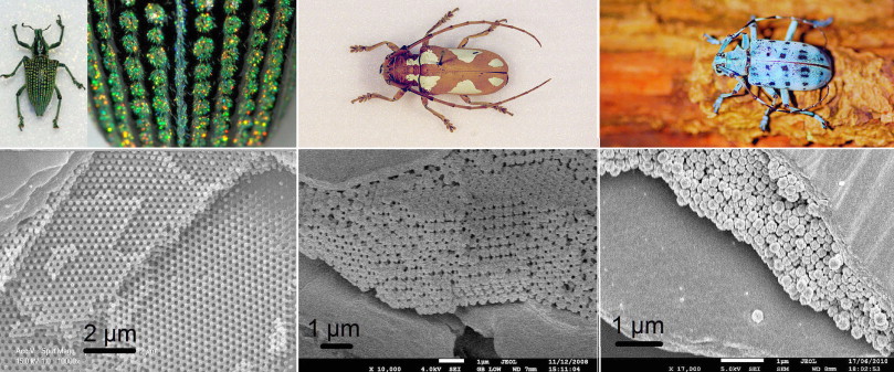 photonic crystals in nature