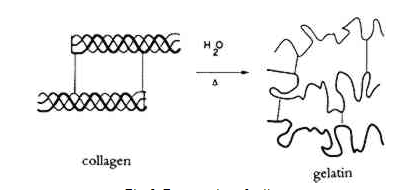 Denaturation of collagen