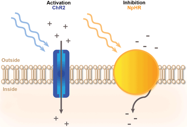mechanism of activation and inhibition