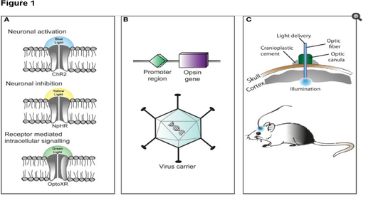 optogenetic actuator