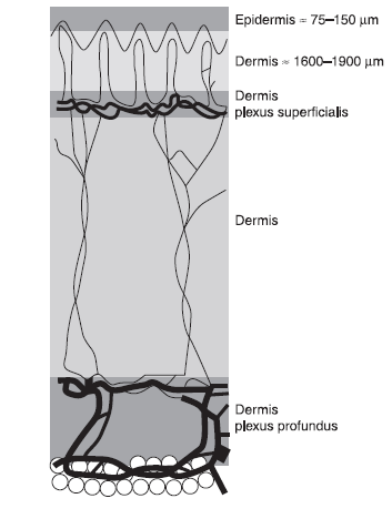 Tissue layer depths in um