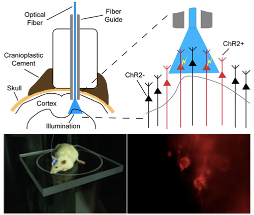 whole optogenetic setup