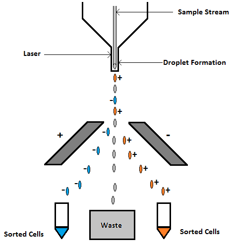 cell_sorting