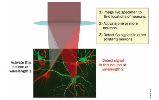 simple optogenetics illustration