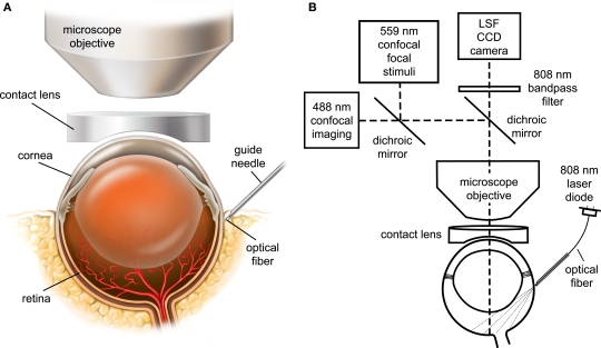retinal blood flow