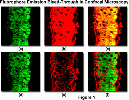 Confocal imaging