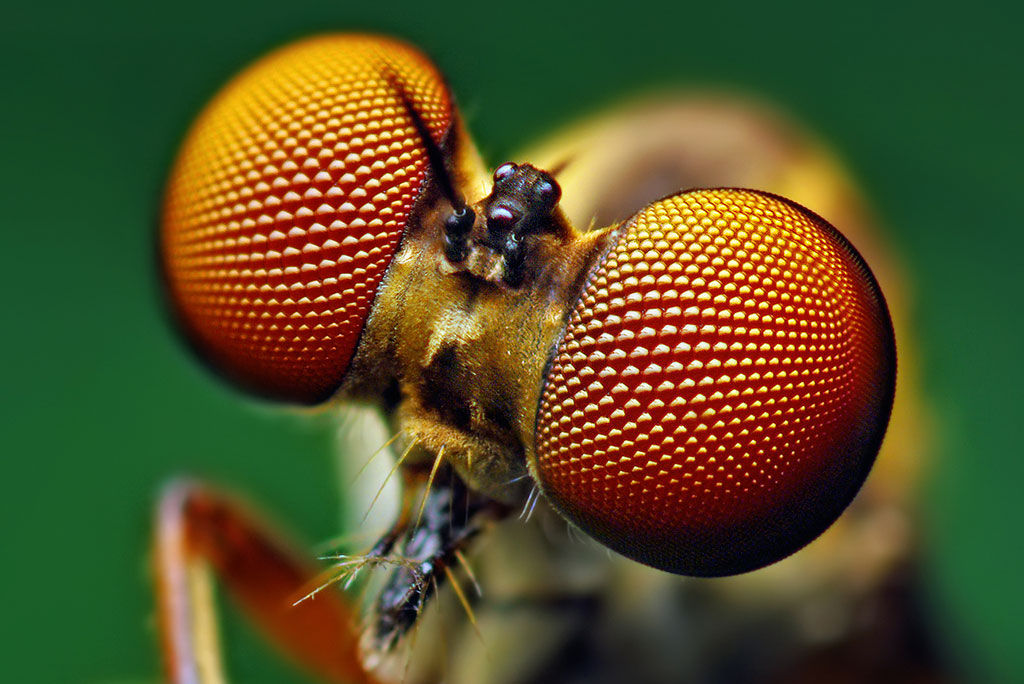 compound eyes on insect