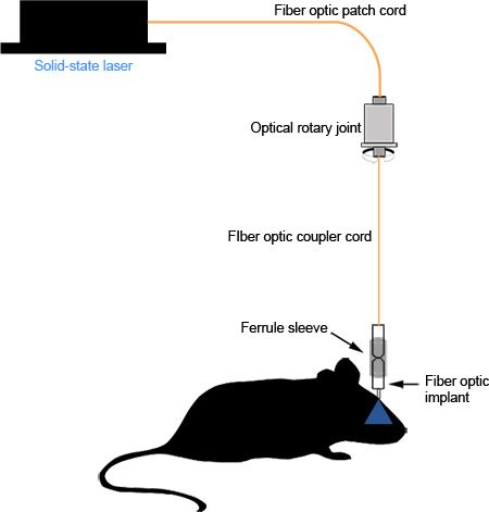 fibers for optogenetics