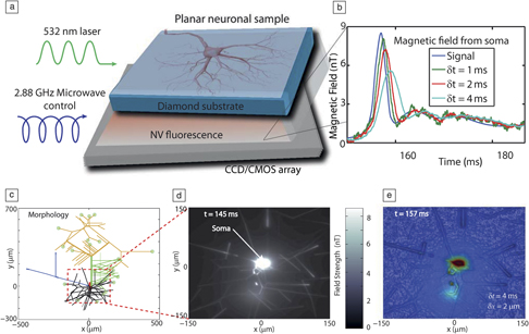 Imaging neurons B field