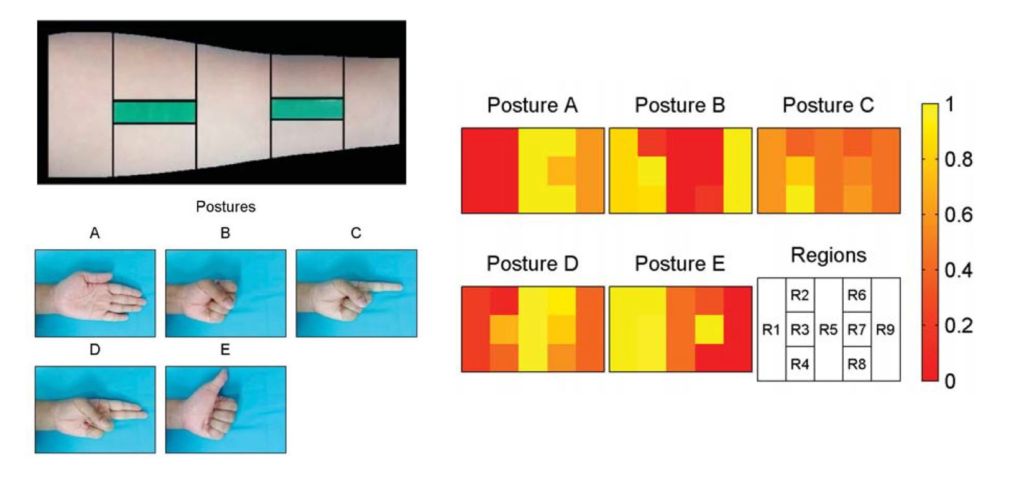 a simple optical myography system