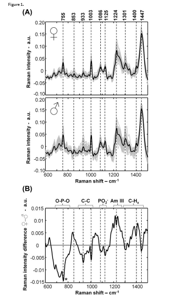 in ovo spectroscopy Raman Spectra chicken embryo