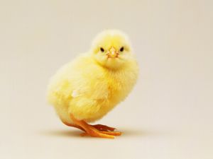 In Ovo Spectroscopy for Chicken Egg Sex Determination