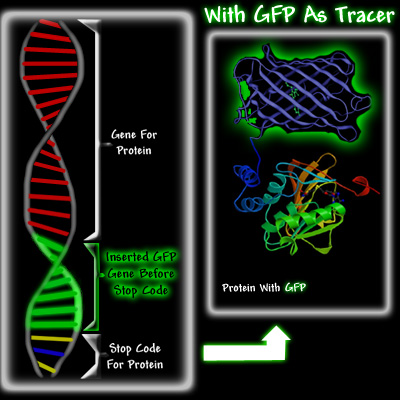 green fluorescent protein DNA