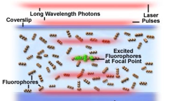 fluorophore Multiphoton microscopy