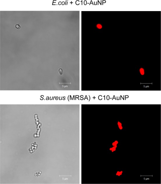 PI staining GNP damaged MDR bacteria