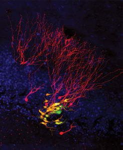 Two-Photon Microscopy and Diagnostic Applications