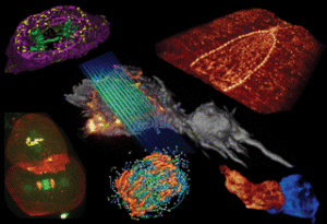 Lattice Light Sheet Microscopy: Fundamentals and Embryonic Imaging