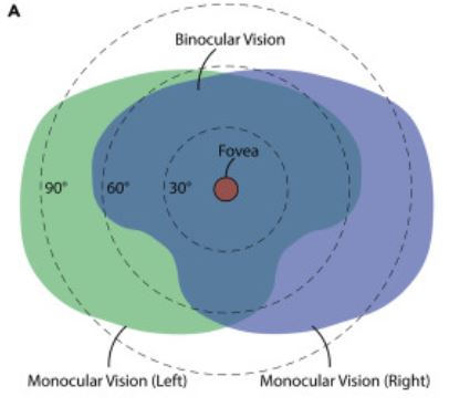 human eye FOV 