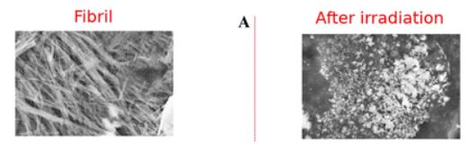 Fibril after irradiation from a free-electron laser