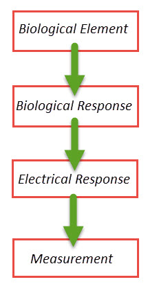 The process of how biosensors work. Starts with biological element, then biological response, then electrical response, and finally measurement