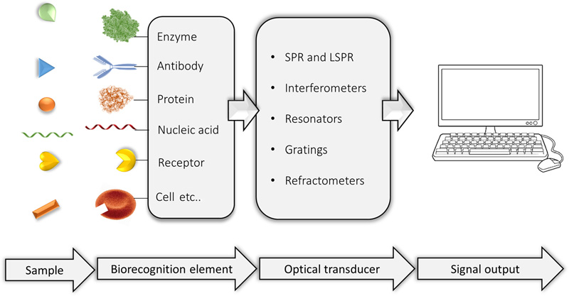 A diagram of how optical sensors work. The sample interacts with the biorecognition element. The optical transducer picks up on the interactions and producers a signal output to be analyzed