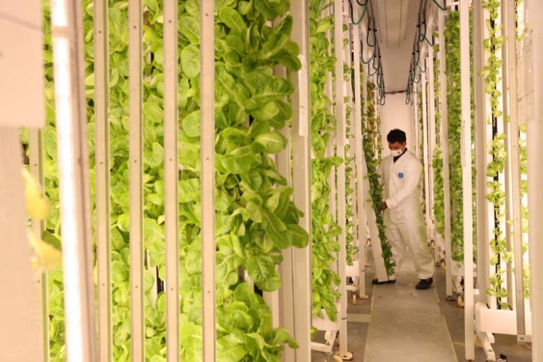 Vertical Farming System at Commonwealth Greens in Singapore. There are 3,100 of these pillars. A scientist is shown tending to one of the pillars. These pillars contain many different types of leafy greens.