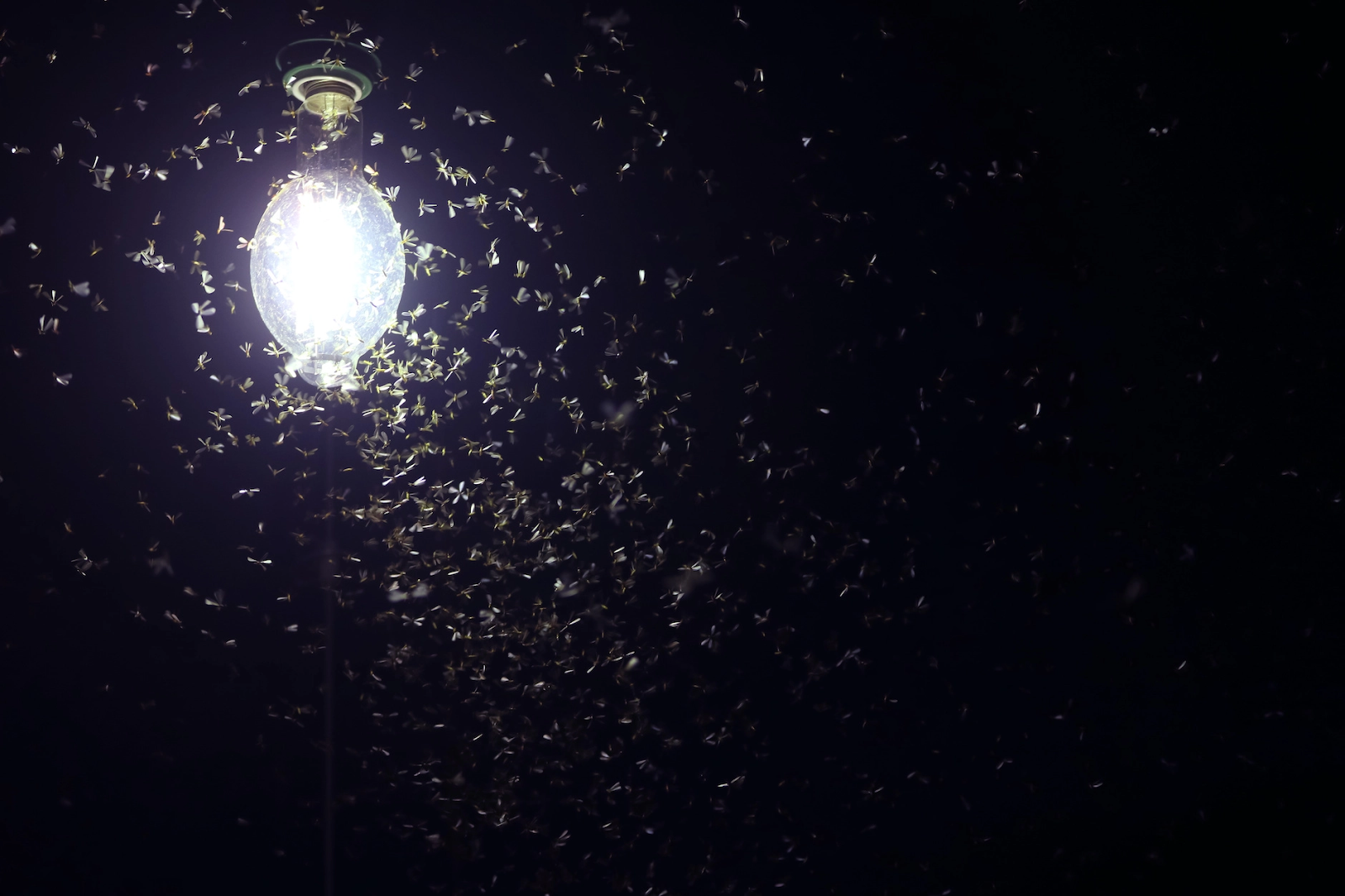 Insects attracted to a bright, white light during a dark night