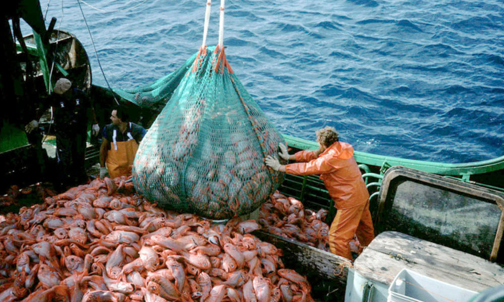 Orange Roughy being fish in large nets and emptied into a trawl. The fish are large and mostly orange, there are many piles all around the ship. This may be a representation of overfishing the orange roughy