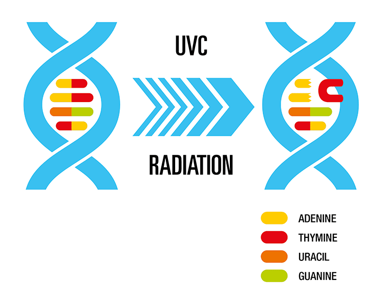 How light affects DNA