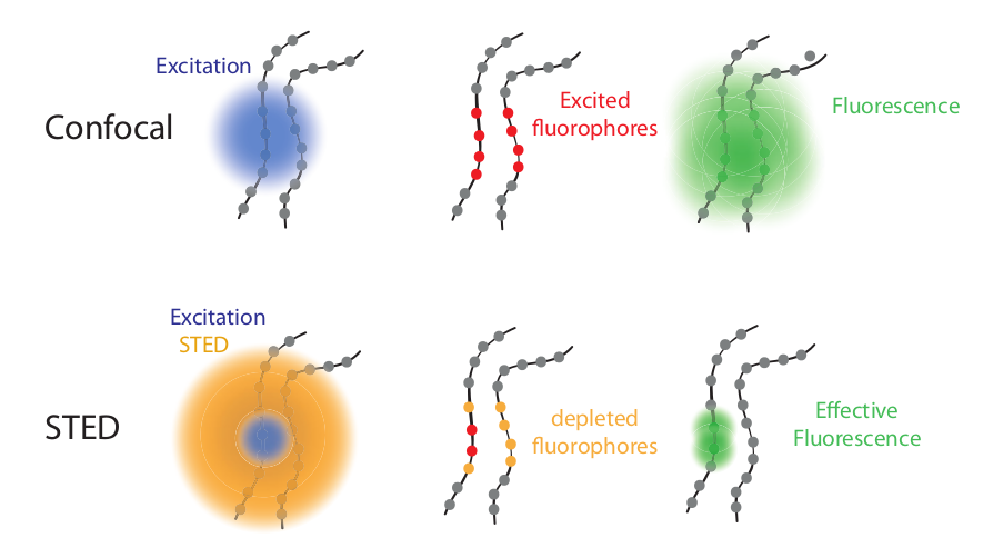 How STED Microscopy utilizes flourescent lighting