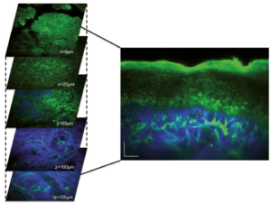 Multiphoton Microscopy on Zebrafish