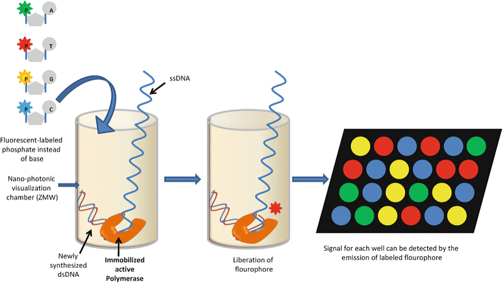 Image showcasing photonics-based DNA sequencing with nucleotides labeled with fluorescent dyes, optical sensors, and laser technology.