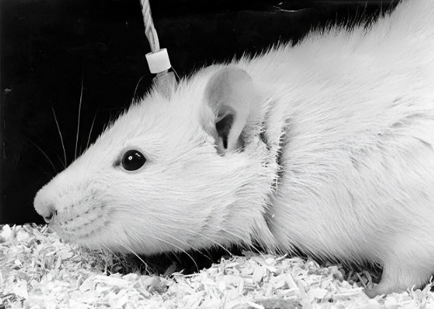 A laboratory mouse with a chronic subcortical electrode implant, used for delivering precise electrical stimulation to the brain for research purposes.