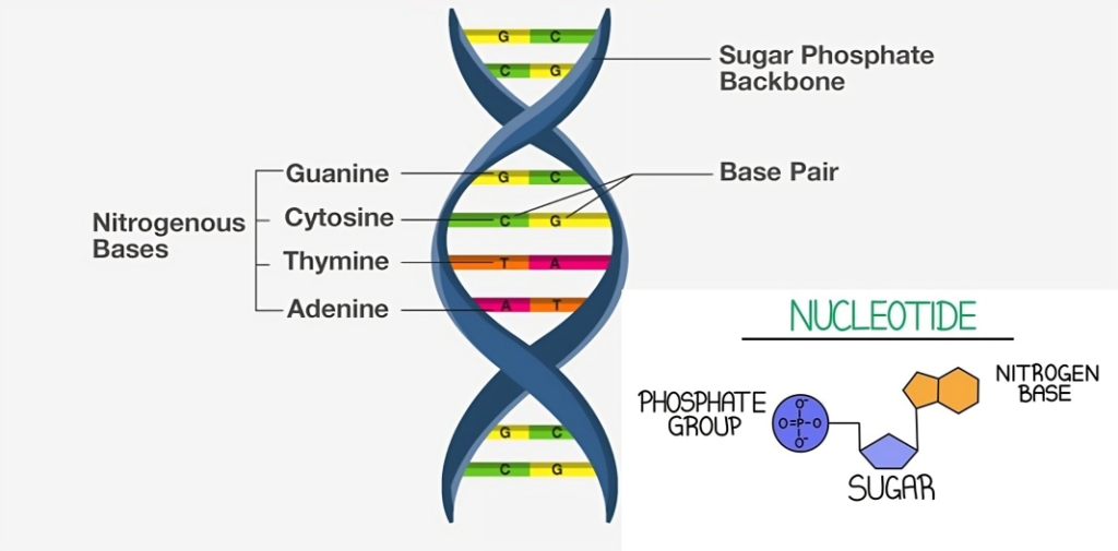 Scientific illustration of DNA's double helix structure with sugar-phosphate backbone and pairs of adenine-thymine and cytosine-guanine bases.