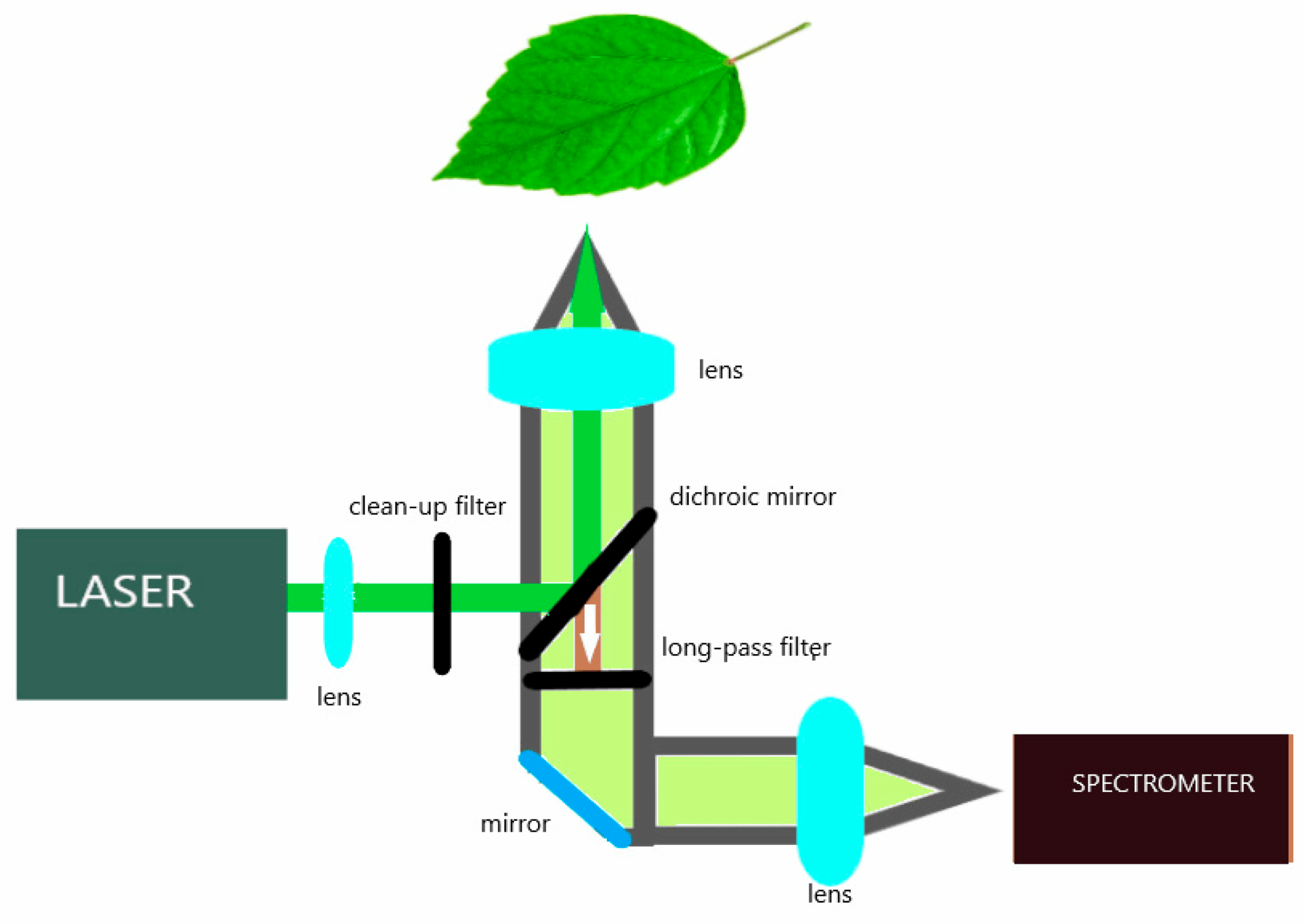 LIF and Raman spectroscopy in plant health analysis