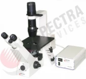 AxioVert40CFL Inverted Phase And Fluorescence Microscope