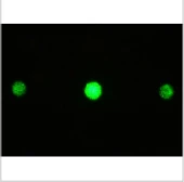 Beam Sampling With Diffractive Optics From Holo/Or