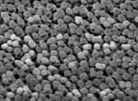 Gold SERS Substrate 5mm (Pack of 5) photo 3