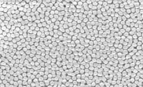 Gold SERS Substrate 5mm (Pack of 5) photo 4